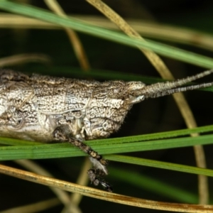 Coryphistes ruricola at Bruce, ACT - 23 Nov 2011 05:40 PM