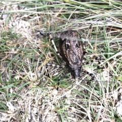 Acripeza reticulata (Mountain Katydid) at Kosciuszko National Park, NSW - 7 Mar 2020 by Jubeyjubes