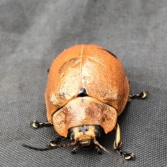 Paropsis augusta (A eucalypt leaf beetle) at Pilot Wilderness, NSW - 8 Mar 2020 by Jubeyjubes