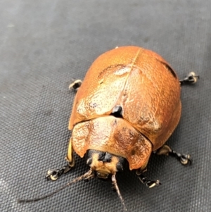 Paropsis augusta at Pilot Wilderness, NSW - 8 Mar 2020 02:18 PM