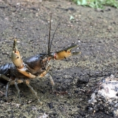 Euastacus sp. (genus) (Spiny crayfish) at Pilot Wilderness, NSW - 8 Mar 2020 by Jubeyjubes