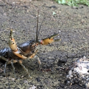 Euastacus sp. (genus) at Pilot Wilderness, NSW - 8 Mar 2020