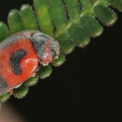 Rodolia cardinalis at Bruce, ACT - 23 Nov 2011 05:44 PM