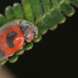 Rodolia cardinalis at Bruce, ACT - 23 Nov 2011 05:44 PM