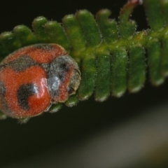 Rodolia cardinalis at Bruce, ACT - 23 Nov 2011 05:44 PM