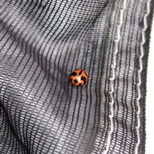 Coccinella transversalis at Pilot Wilderness, NSW - 8 Mar 2020