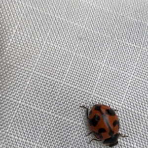 Coccinella transversalis at Pilot Wilderness, NSW - 8 Mar 2020 02:16 PM