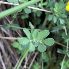 Lotus corniculatus at Kosciuszko National Park, NSW - 8 Mar 2020