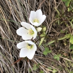 Gentianella muelleriana subsp. alpestris (Mueller's Snow-gentian) at Kosciuszko National Park, NSW - 7 Mar 2020 by Jubeyjubes