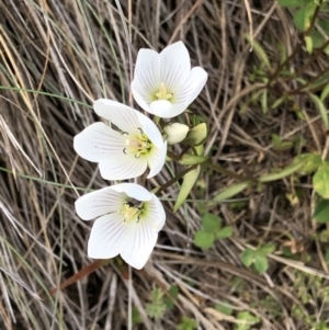 Gentianella muelleriana subsp. alpestris at Kosciuszko National Park, NSW - 7 Mar 2020 03:39 PM