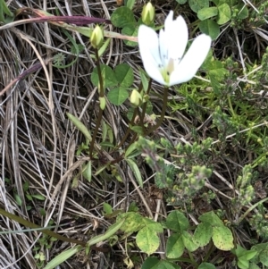 Gentianella muelleriana subsp. alpestris at Kosciuszko National Park, NSW - 7 Mar 2020