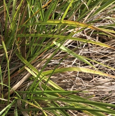 Carex sp. (A Sedge) at Kosciuszko National Park - 7 Mar 2020 by Jubeyjubes