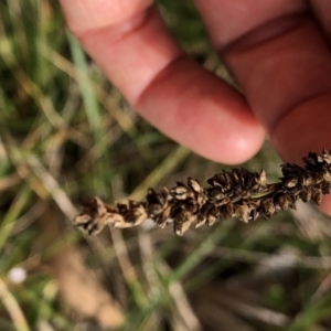 Carex sp. at Kosciuszko National Park, NSW - 8 Mar 2020