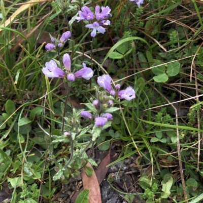 Euphrasia sp. (Eyebright) at Kosciuszko National Park, NSW - 7 Mar 2020 by Jubeyjubes