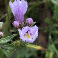 Euphrasia sp. at Kosciuszko National Park, NSW - 8 Mar 2020 09:08 AM