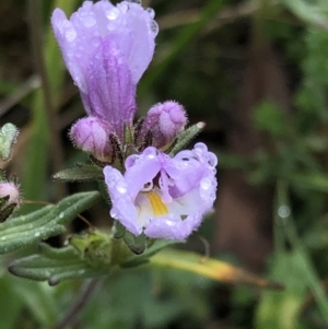 Euphrasia sp. at Kosciuszko National Park, NSW - 8 Mar 2020 09:08 AM