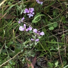 Euphrasia sp. at Kosciuszko National Park, NSW - 8 Mar 2020