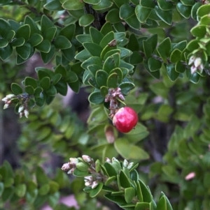 Acrothamnus maccraei at Kosciuszko National Park, NSW - 8 Mar 2020 09:24 AM