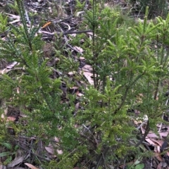 Acrothamnus maccraei at Kosciuszko National Park, NSW - 8 Mar 2020