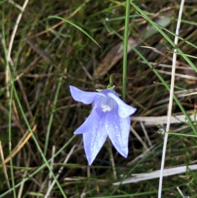 Wahlenbergia sp. (Bluebell) at Pilot Wilderness, NSW - 7 Mar 2020 by Jubeyjubes