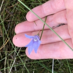 Wahlenbergia sp. at Pilot Wilderness, NSW - 8 Mar 2020