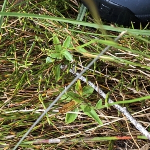 Wahlenbergia sp. at Pilot Wilderness, NSW - 8 Mar 2020