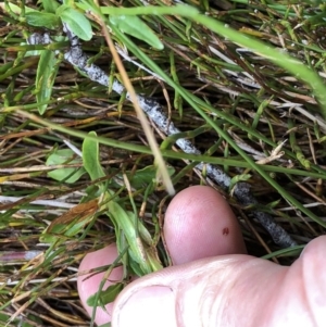 Wahlenbergia sp. at Pilot Wilderness, NSW - 8 Mar 2020