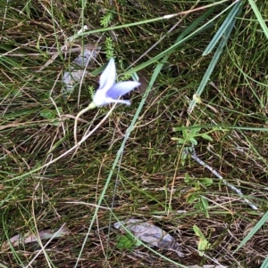 Wahlenbergia sp. at Pilot Wilderness, NSW - 8 Mar 2020
