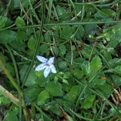 Lobelia pedunculata (Matted Pratia) at Pilot Wilderness, NSW - 7 Mar 2020 by Jubeyjubes