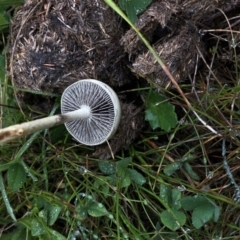 Panaeolus sp. (Panaeolus) at Pilot Wilderness, NSW - 7 Mar 2020 by Jubeyjubes