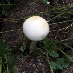 Panaeolus sp. at Pilot Wilderness, NSW - 8 Mar 2020