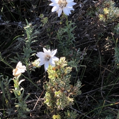 Rhodanthe anthemoides (Chamomile Sunray) at Pilot Wilderness, NSW - 7 Mar 2020 by Jubeyjubes