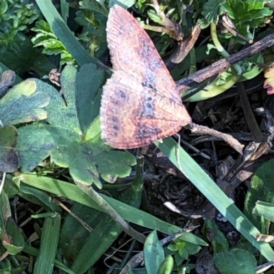 Acodia undescribed species (A Geometer moth) at Pilot Wilderness, NSW - 7 Mar 2020 by Jubeyjubes