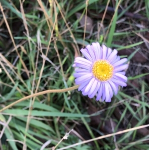 Brachyscome spathulata at Pilot Wilderness, NSW - 7 Mar 2020 05:34 PM