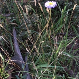 Brachyscome spathulata at Pilot Wilderness, NSW - 7 Mar 2020 05:34 PM