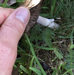 Agaricus sp. at Pilot Wilderness, NSW - 7 Mar 2020 05:55 PM