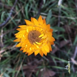 Xerochrysum subundulatum at Pilot Wilderness, NSW - 7 Mar 2020