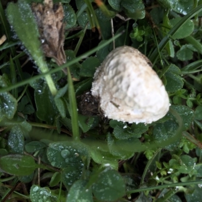 Unverified Fungus at Kosciuszko National Park - 8 Mar 2020 by Jubeyjubes