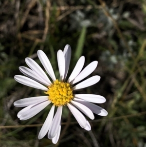 Brachyscome aculeata at Kosciuszko National Park, NSW - 7 Mar 2020 03:46 PM