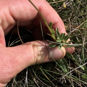 Brachyscome aculeata at Kosciuszko National Park, NSW - 7 Mar 2020