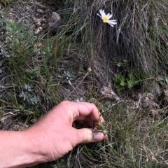 Brachyscome aculeata at Kosciuszko National Park, NSW - 7 Mar 2020