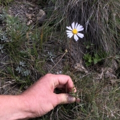 Brachyscome aculeata at Kosciuszko National Park, NSW - 7 Mar 2020 03:46 PM