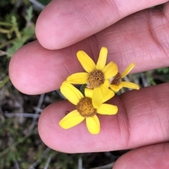 Senecio sp. (A Fireweed) at Kosciuszko National Park, NSW - 8 Mar 2020 by Jubeyjubes