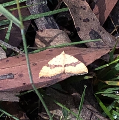 Chrysolarentia polyxantha (Yellow Carpet Moth) at Kosciuszko National Park, NSW - 8 Mar 2020 by Jubeyjubes