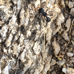 Myrmecia sp., pilosula-group at Kosciuszko National Park, NSW - 8 Mar 2020 04:35 PM