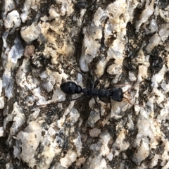 Myrmecia sp., pilosula-group at Kosciuszko National Park, NSW - 8 Mar 2020 04:35 PM