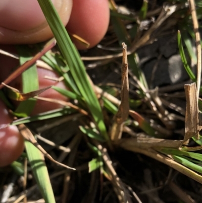 Agrostis (genus) (Bentgrass) at Pilot Wilderness, NSW - 7 Mar 2020 by Jubeyjubes