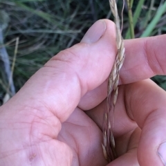 Festuca sp. at Pilot Wilderness, NSW - 7 Mar 2020