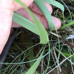 Festuca sp. at Pilot Wilderness, NSW - 7 Mar 2020