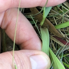 Festuca sp. at Pilot Wilderness, NSW - 7 Mar 2020